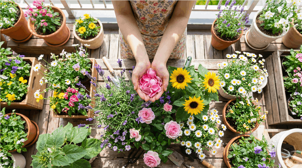 主婦が本当に買ってよかった！ベランダを彩る花の正直レビュー